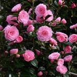 کاملیا ژاپنی - Camellia Japonica